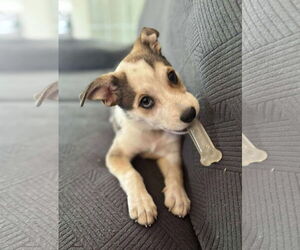 Mutt Dogs for adoption in Coralville, IA, USA