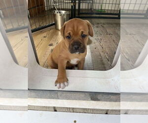Boxer-Chinese Shar-Pei Mix Dogs for adoption in Bolivar, MO, USA