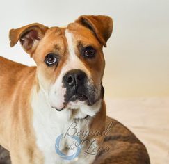 Small Boxer-Staffordshire Bull Terrier Mix