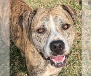 American Bulldog-Unknown Mix Dogs for adoption in Texas City, TX, USA