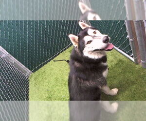 - Mix Dogs for adoption in Downey, CA, USA