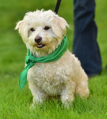 Lhasa-Poo Dogs for adoption in Marina Del Rey, CA, USA