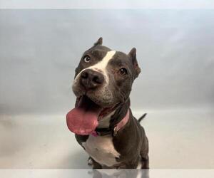 American Pit Bull Terrier Dogs for adoption in Fort Collins, CO, USA