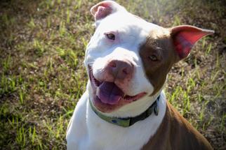 American Staffordshire Terrier Dogs for adoption in Williston, FL, USA