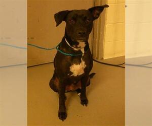 Labrador Retriever-Unknown Mix Dogs for adoption in Sanford, FL, USA