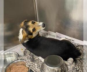 Cardigan Welsh Corgi Dogs for adoption in San Antonio, TX, USA