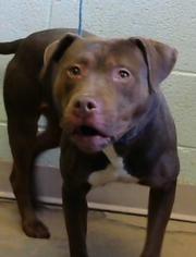 American Pit Bull Terrier-Unknown Mix Dogs for adoption in Decatur, GA, USA
