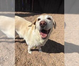 Labrador Retriever Dogs for adoption in Brighton, CO, USA