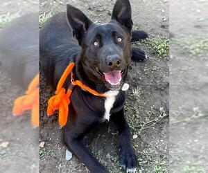 Shepradors Dogs for adoption in Sacramento, CA, USA