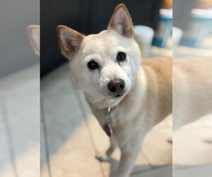Shiba Inu Dogs for adoption in St. Louis Park, MN, USA