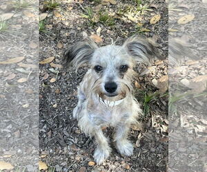 Maltese-Miniature Schnauzer Mix Dogs for adoption in Princeton, MN, USA