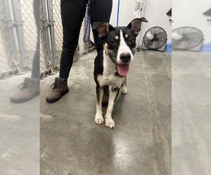 Huskies -Unknown Mix Dogs for adoption in Rosenberg, TX, USA