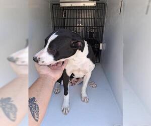 American Pit Bull Terrier-Unknown Mix Dogs for adoption in Houston, TX, USA