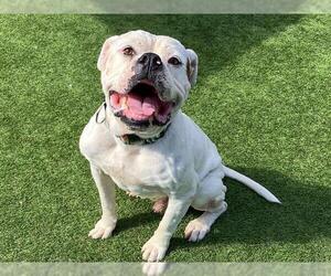 American Bulldog Dogs for adoption in Orange, CA, USA