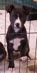Medium Photo #1 American Pit Bull Terrier-Unknown Mix Puppy For Sale in SHERBURNE, NY, USA