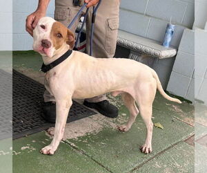 American Pit Bull Terrier-Unknown Mix Dogs for adoption in Rustburg, VA, USA