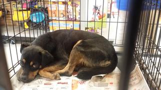 Minnie Jack Dogs for adoption in Missouri City, TX, USA