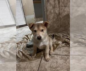 Siberian Husky Dogs for adoption in San Martin, CA, USA