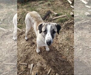 Anatolian Shepherd Dogs for adoption in Mt. Gilead, OH, USA