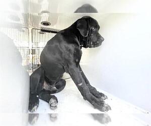 Mutt Dogs for adoption in Houston, TX, USA