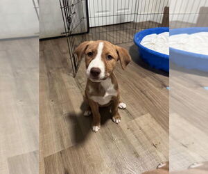 Mutt Dogs for adoption in Candler, NC, USA