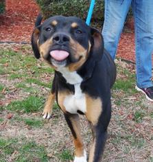 Rottweiler-American Pit Bull Terrier Dogs for adoption in Little Rock, AR, USA