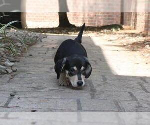 Basschshund Dogs for adoption in Mechanicsburg, PA, USA
