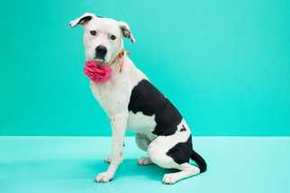 Small American Pit Bull Terrier-Dalmatian Mix