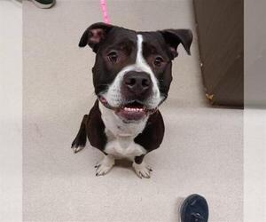 American Pit Bull Terrier Dogs for adoption in Fairbanks, AK, USA