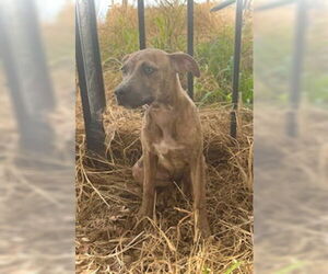 Medium Photo #3 Black Mouth Cur-Catahoula Leopard Dog Mix Puppy For Sale in Pleasanton, TX, USA