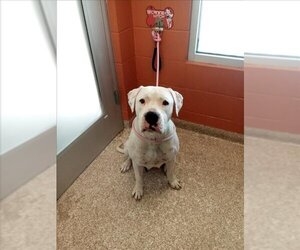 Dogo Argentino Dogs for adoption in Pueblo, CO, USA