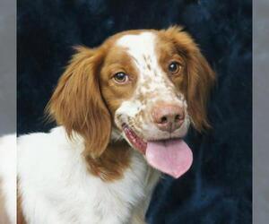 Brittany Dogs for adoption in Spring Lake, NJ, USA