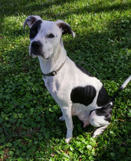 Bulloxer Dogs for adoption in Lithia, FL, USA
