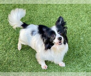 Papillon Dogs for adoption in Agoura Hills, CA, USA