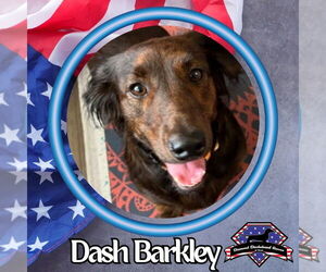 Dachshund Dogs for adoption in San Antonio, TX, USA