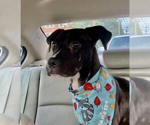 Mutt Dogs for adoption in Shreveport, LA, USA