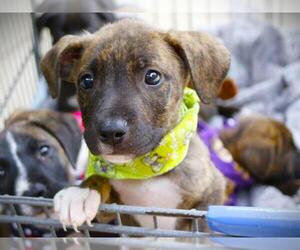 American Staffordshire Terrier-Unknown Mix Dogs for adoption in Tallahassee, FL, USA