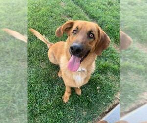 Basset Retriever Dogs for adoption in Great Bend, KS, USA