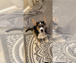 German Shepherd Dog-Huskies  Mix Dogs for adoption in Brewster, NY, USA