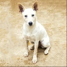 Red Heeler-Unknown Mix Dogs for adoption in Shreveport, LA, USA