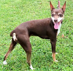 Rat Terrier Dogs for adoption in Murphy, NC, USA