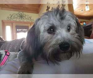 Shih Tzu-Unknown Mix Dogs for adoption in Dallas, TX, USA