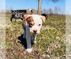 American Pit Bull Terrier-Spaniel Mix Dogs for adoption in Claremore, OK, USA