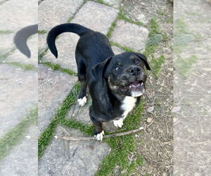 Mountain Cur-Unknown Mix Dogs for adoption in Boston, MA, USA