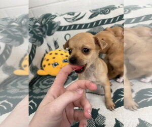 Chihuahua Dogs for adoption in York, SC, USA