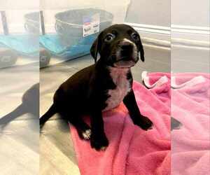 Pointer-Unknown Mix Dogs for adoption in Pensacola, FL, USA