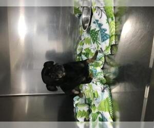 Chug Dogs for adoption in Albemarle, NC, USA