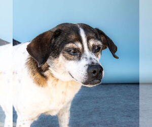 Mutt Dogs for adoption in Pasadena, CA, USA