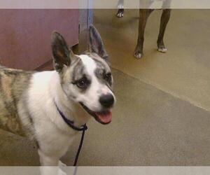 American Pit Bull Terrier-Unknown Mix Dogs for adoption in Sacramento, CA, USA