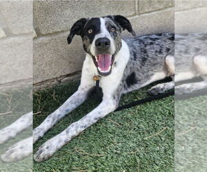 Mutt Dogs for adoption in Lakewood, CO, USA